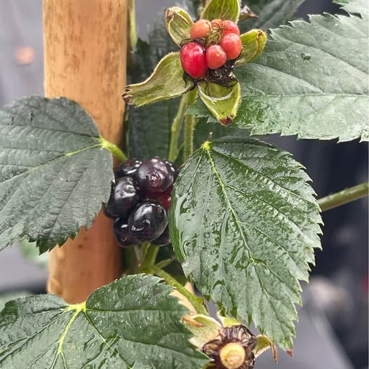 Fruiting Osage Blackberry — Thornless Sweet Berry Plant