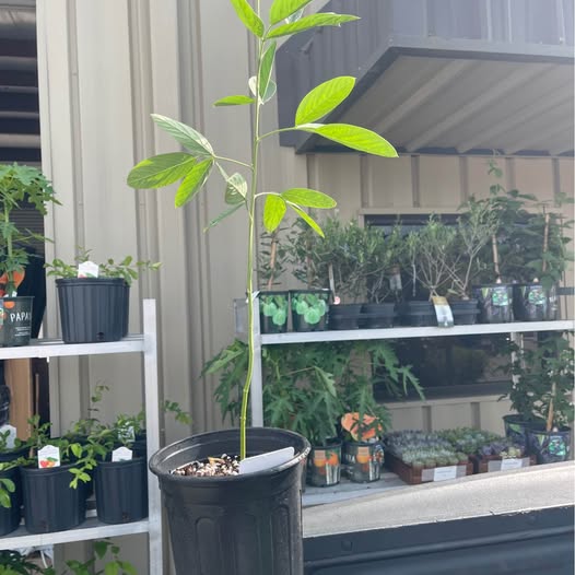 Pigeon Pea Plant — Food Forest Nitrogen Fixer product photo