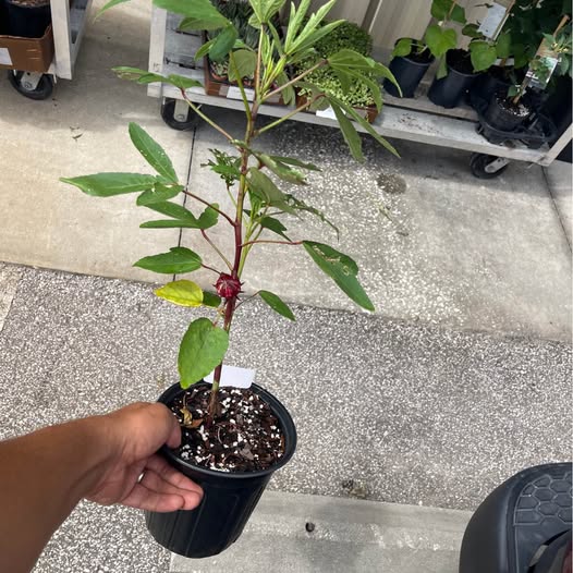 Roselle Hibiscus (Jamaica) — Edible Tea Plant product photo