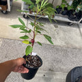 Roselle Hibiscus (Jamaica) — Edible Tea Plant product photo