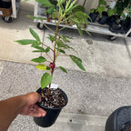 Roselle Hibiscus (Jamaica) — Edible Tea Plant product photo