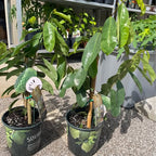 Soursop Tree (Graviola) — Rare Tropical Fruit Tree product photo