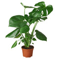 Philodendron Monstera Split-Leaf — 6-Inch Pot