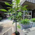 Cuban Green Sugar Apple Tree — Grafted Tropical Fruit Tree product photo