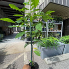 🔥 Sugar Apple Tree (Grafted, Cuban Green Variety) in 7 Gallon Pot Facebook Marketplace photo