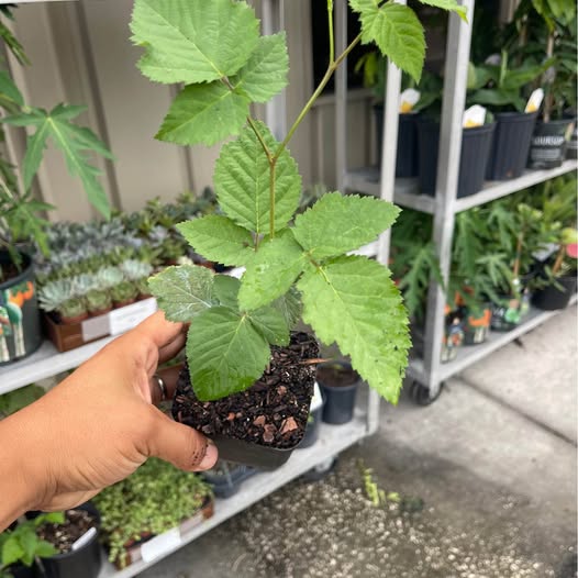 Apache Thornless Blackberry Plant — Sweet Giant Berries