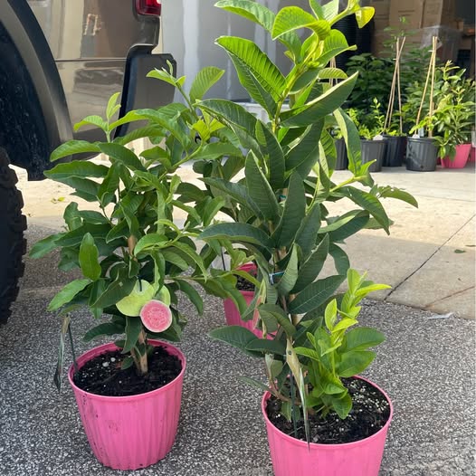 Pink Guava Tree — Fruiting Size Tropical Fruit Plant product photo