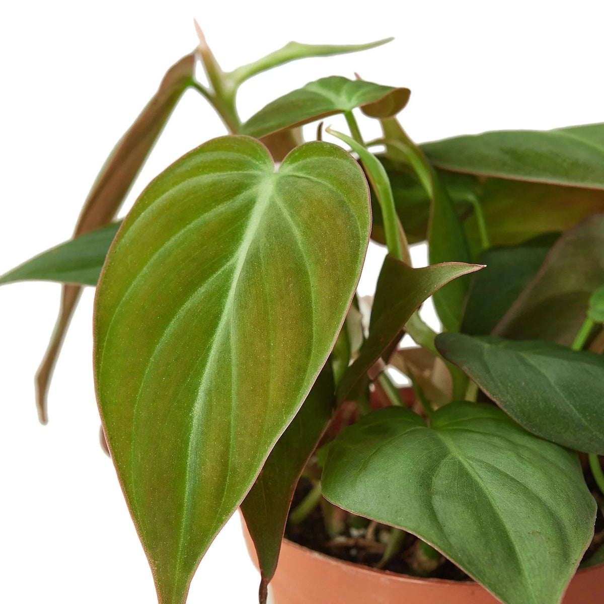 Velvet Philodendron — Trailing Houseplant live plant