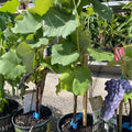 Catawba Grape Vine — Backyard Vineyard Plant product photo