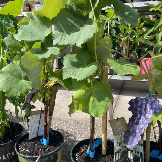Catawba Grape Vine — Backyard Vineyard Plant