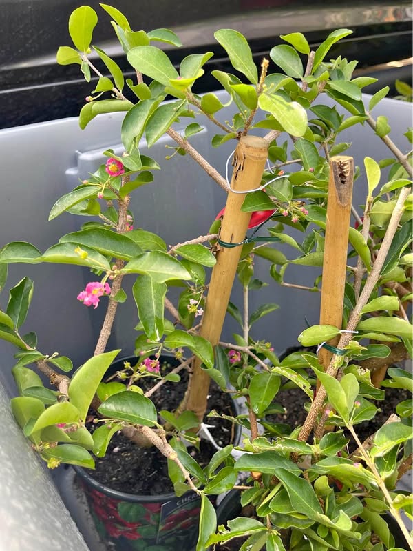 🔥 Larger Barbados Cherry Tree (Acerola) – Live Fruit Tree Facebook Marketplace photo