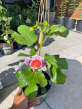 Fig Tree – (Kadota Variety )— Produces Large Green-Yellow Sweet Figs Facebook Marketplace photo