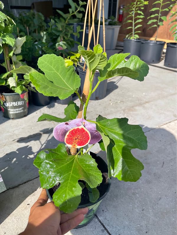 Fig Tree – (Kadota Variety )— Produces Large Green-Yellow Sweet Figs