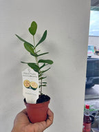 Pineapple Guava (Feijoa) Fruit Tree – Healthy Starter Plant current Facebook Marketplace photo