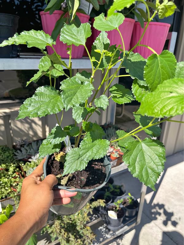 Mulberry Tree – Sweet Purple Fruit • Fast Growing • Self-Pollinating • Florida Ready
