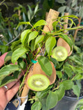 🥝 Self-Pollinating Prolific Kiwi Vine – Fast Growing, Heavy Producer – Ready to Plant! Facebook Marketplace photo