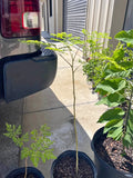 🌿 Healthy Moringa Tree (Drumstick Tree) – Fast Growing Superfood Facebook Marketplace photo