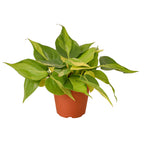 Philodendron Brasil — Variegated Trailing Plant live plant