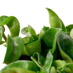 Hindu Rope Hoya — Curled Wax Plant live plant