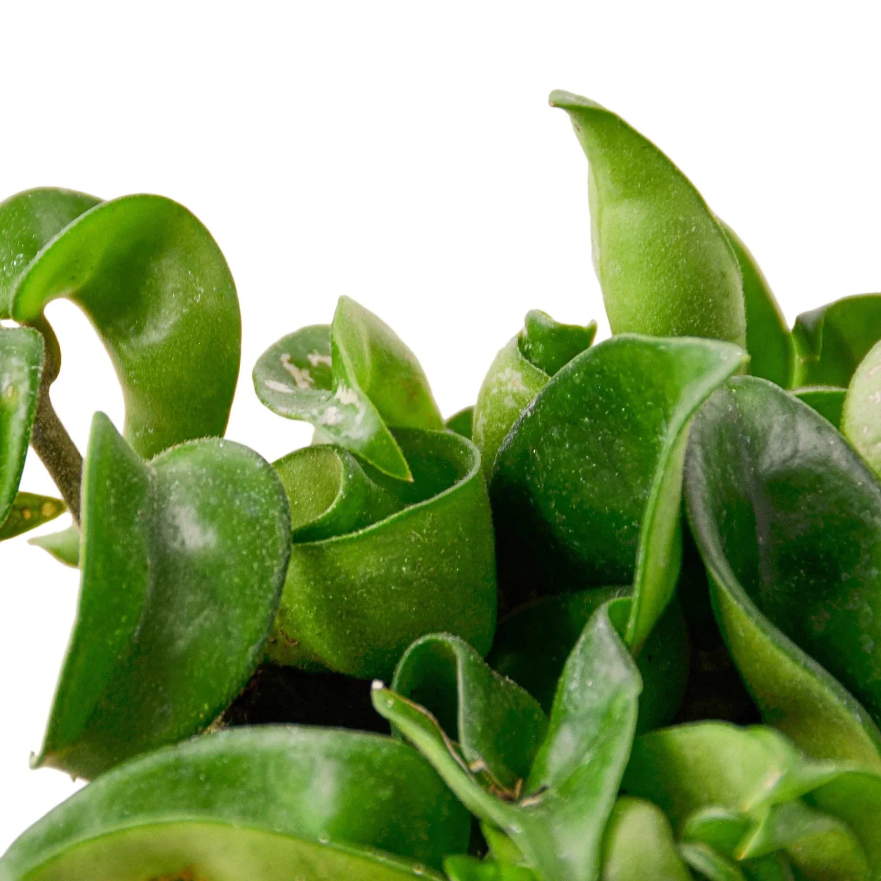 Hindu Rope Hoya — Curled Wax Plant live plant