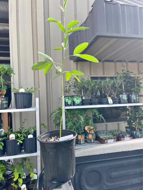 🔥 Pigeon Pea Plant – Fast Growing Food Forest Favorite – Edible Beans & Nitrogen Fixer current Facebook Marketplace photo