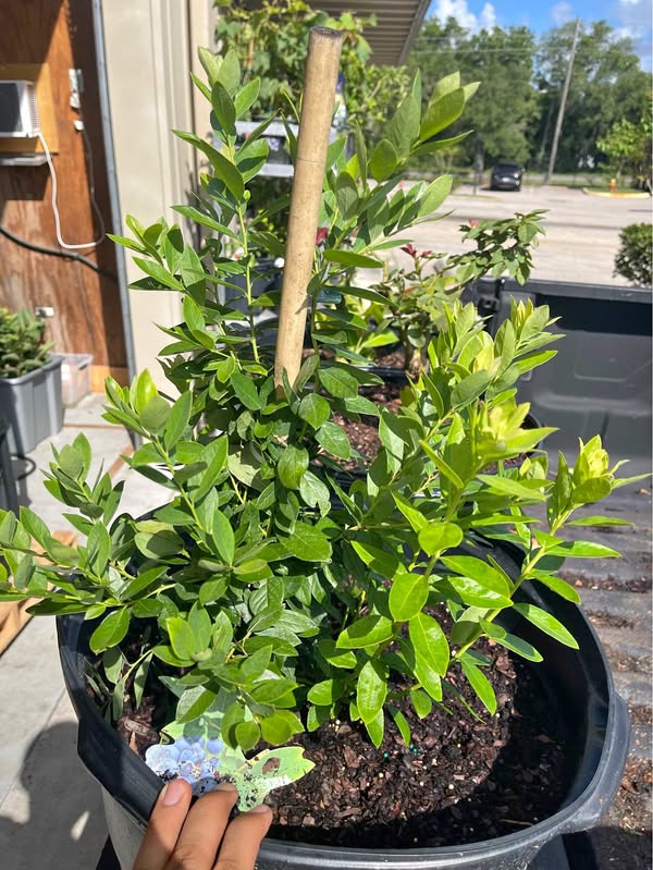 🫐 15 Gallon pot of Established Blueberry Bush – Heavy Producer • Ready to Fruit • Florida Grown