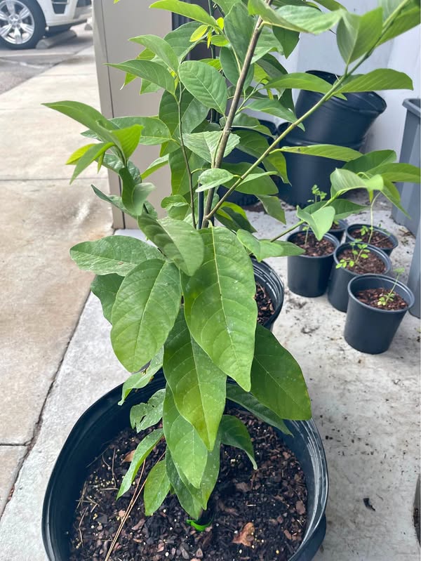 🌳 Grafted Sugar Apple Tree (Atemoya/Sweetsop) – 7 Gallon Facebook Marketplace photo