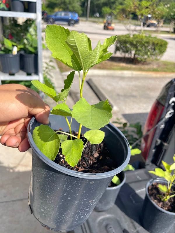 Olympian Fig Tree – Cold Hardy, Produce Sweet Giant Figs – Only $5! Facebook Marketplace photo