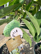 Rare Soursop Tree (Graviola) – Tropical Fruit Tree – Healthy & Well Rooted current Facebook Marketplace photo