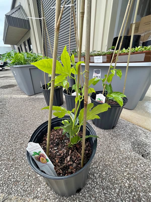 Passion Fruit – Fast Growing Tropical Fruit | Trellised & Ready to Climb current Facebook Marketplace photo
