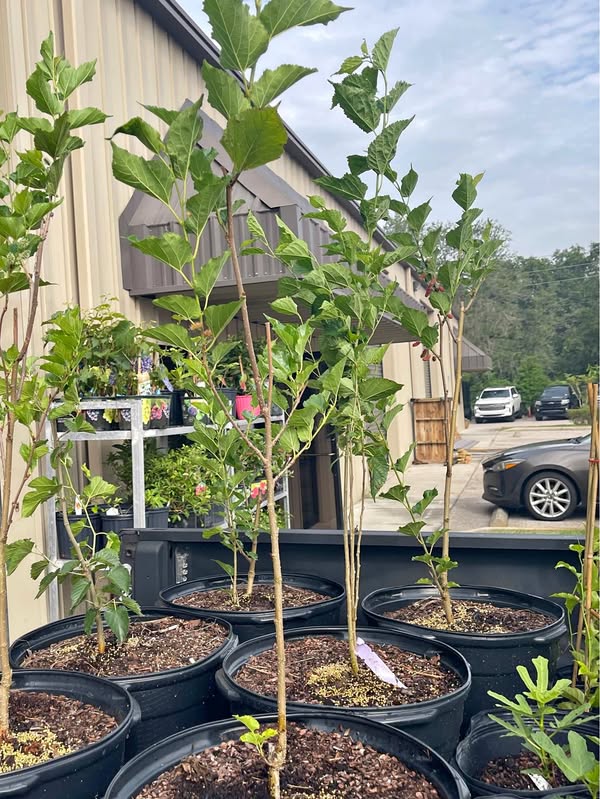 🌳 HUGE 15-Gallon FRUITING Mulberry Tree – Loaded with Sweet Berries! Only $40 Facebook Marketplace photo