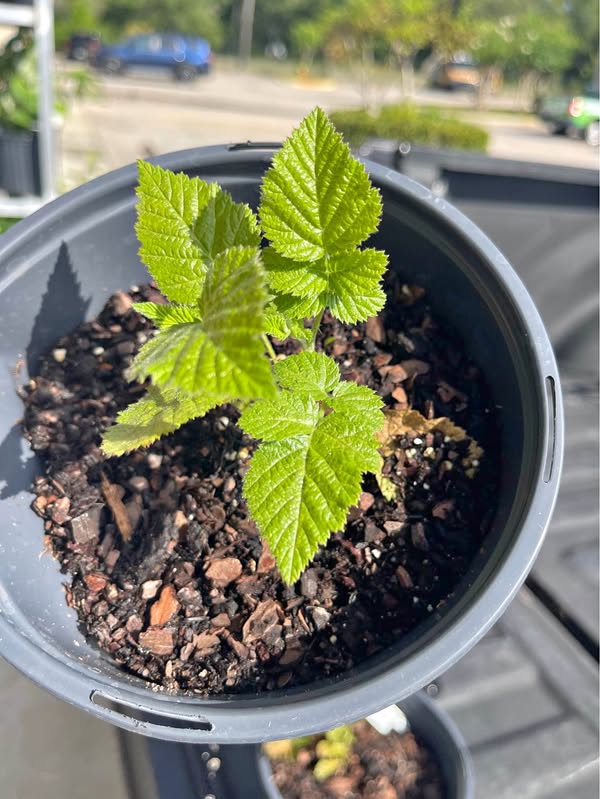 🔥 Rare Mysore Raspberry (Tropical Raspberry) – Good for Florida