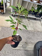 🔥 Roselle Hibiscus (Jamaica) – Producing Red Calyxes Now! Rare Edible Tea Plant current Facebook Marketplace photo