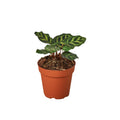 Calathea 'Makoyana' — 6-Inch Pot