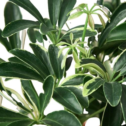 Moonlight Umbrella Plant — Lime Schefflera live plant