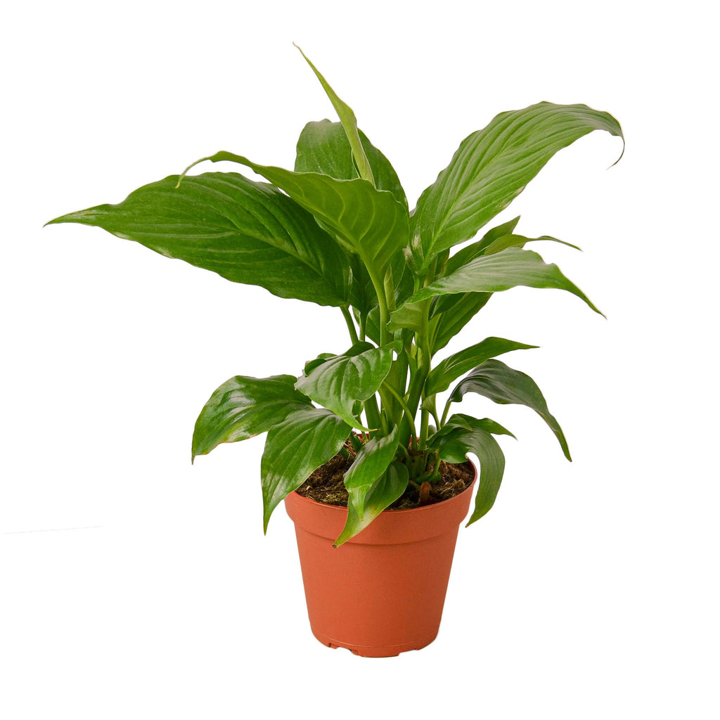 Peace Lily — Flowering Indoor Plant live plant