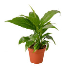 Peace Lily — Flowering Indoor Plant live plant