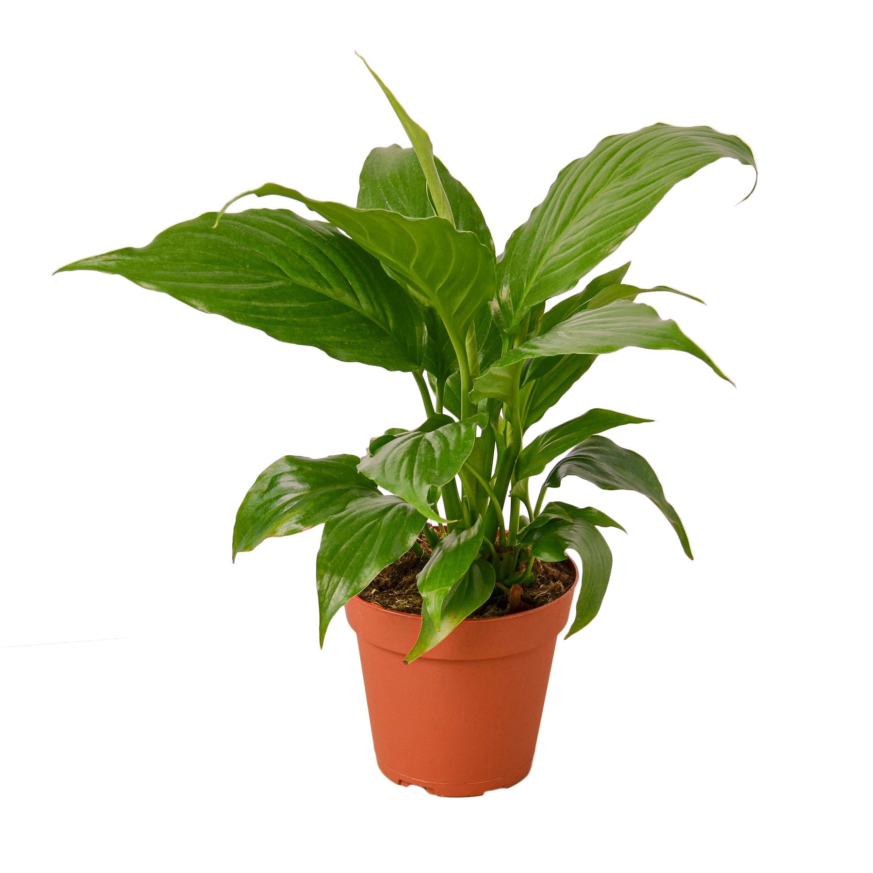 Peace Lily — Flowering Indoor Plant live plant