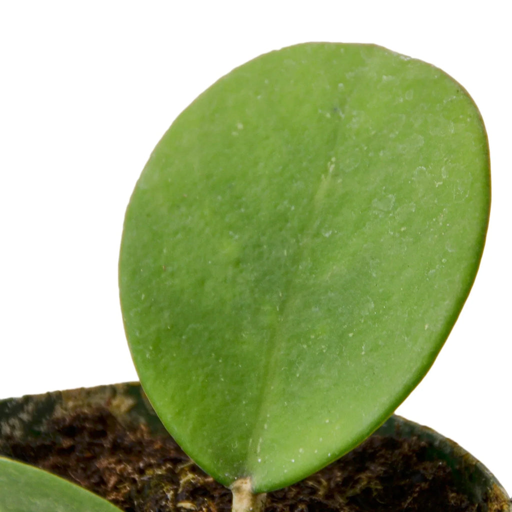 Hoya Obovata — Round-Leaf Wax Plant live plant