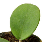 Hoya Obovata — Round-Leaf Wax Plant live plant