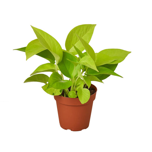 Pothos 'Neon' — 4-Inch Pot