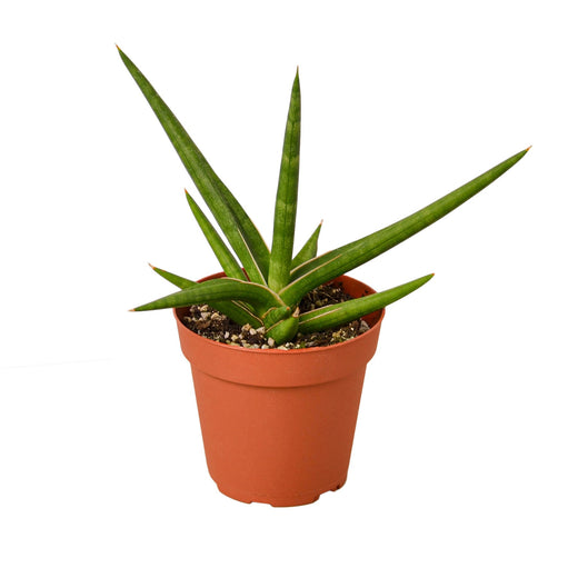 Snake 'Stuckii' — 4-Inch Pot