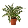 Dracaena 'Warneckii White Jewel' — 4-Inch Pot
