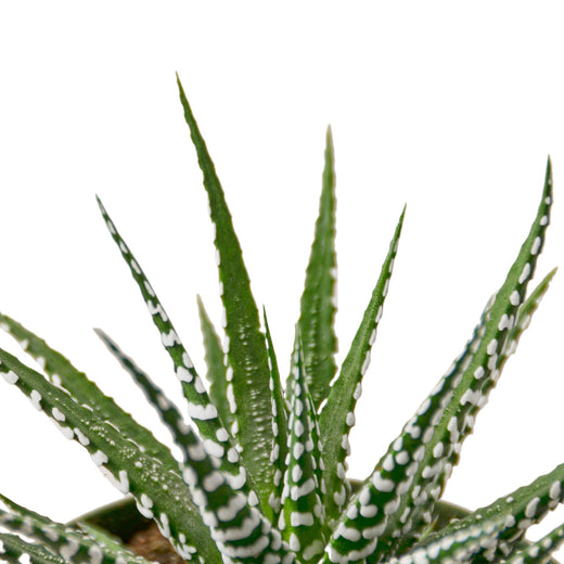 Zebra Succulent — 6-Inch Pot