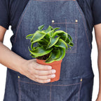 Dracaena Tornado — Compact Easy-Care Houseplant live plant