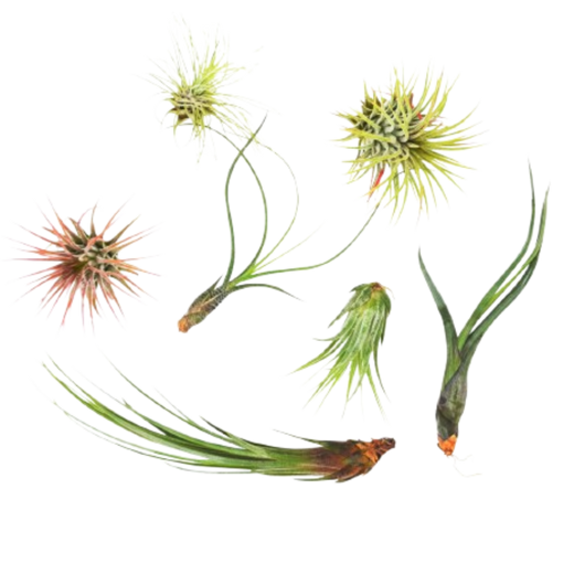 7 Air Plant Variety Pack - Tillandsias