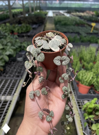 Succulent 'String of Hearts'