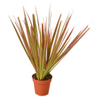Colorama Dracaena — Pink-Edged Dragon Tree live plant