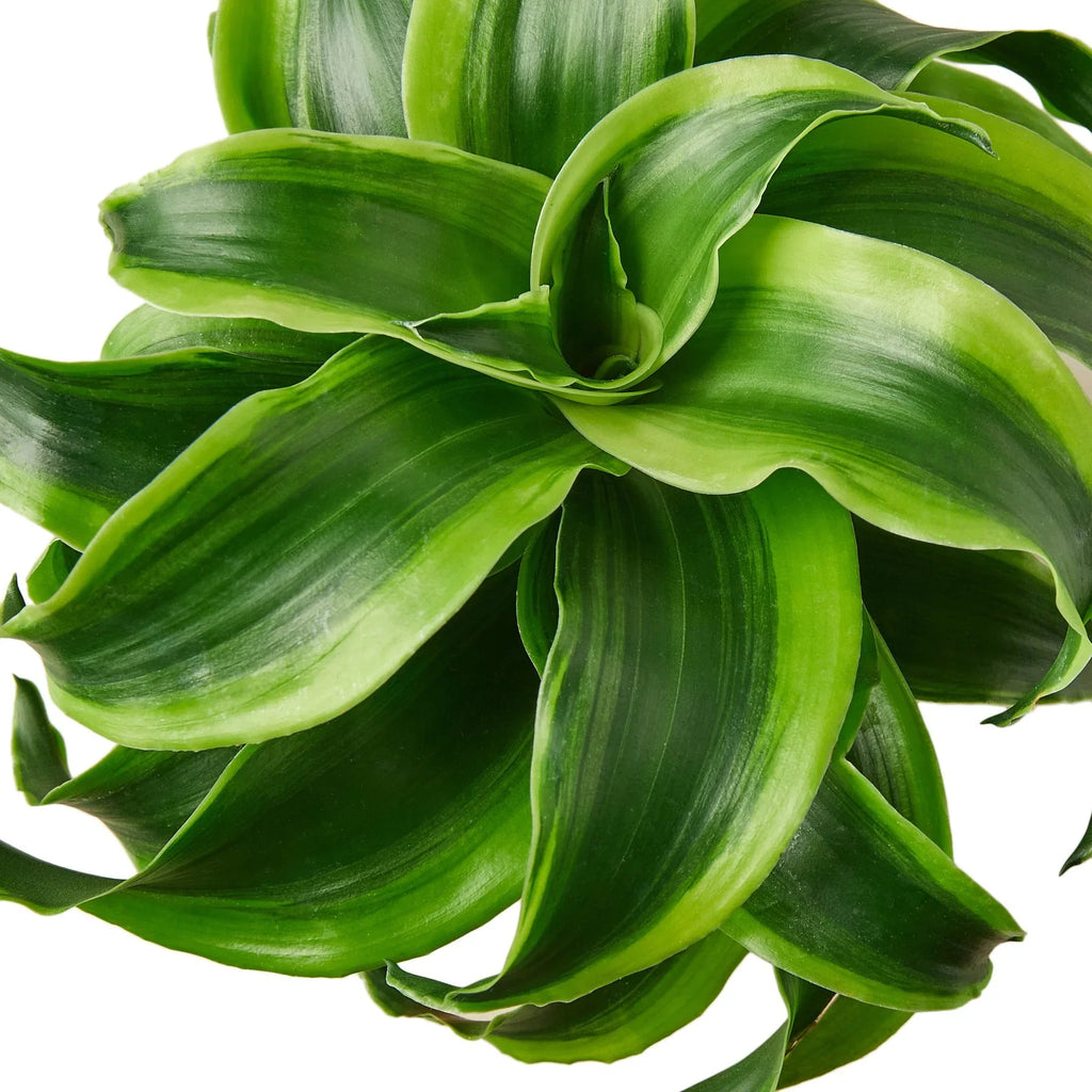 Dracaena Tornado — Compact Easy-Care Houseplant live plant
