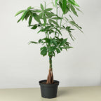 Braided Money Tree — Pachira Aquatica live plant